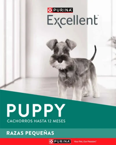 excellent puppy