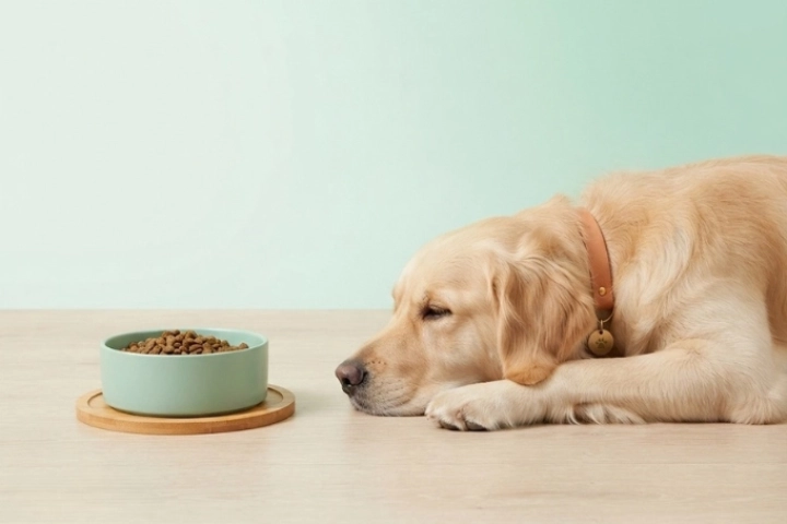 por que mi perro no quiere comer